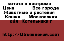 котята в костроме › Цена ­ 2 000 - Все города Животные и растения » Кошки   . Московская обл.,Котельники г.